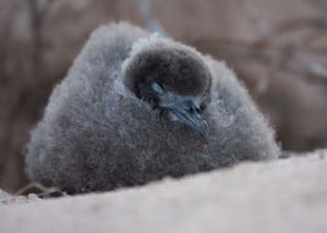 ハワイ・レイサン島のオナガミズナギドリのひな（写真提供：U.S. Fish and  Wildlife Service、Abram B.  Fleishman氏）