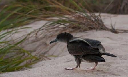 レイサン島のオナガミズナギドリ（写真提供：USFWS、Abram B. Fleishman氏）