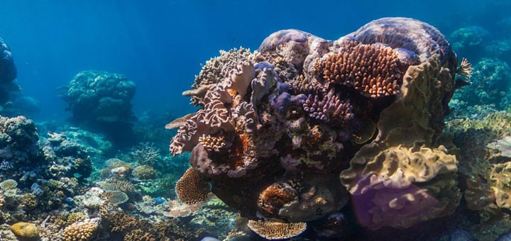 hdr-deep-learning-save-coral-reefs